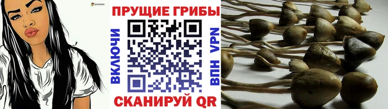 Псилоцибиновые грибы мицелий  где можно купить наркотик  omg ссылки  площадка Telegram  Саяногорск 